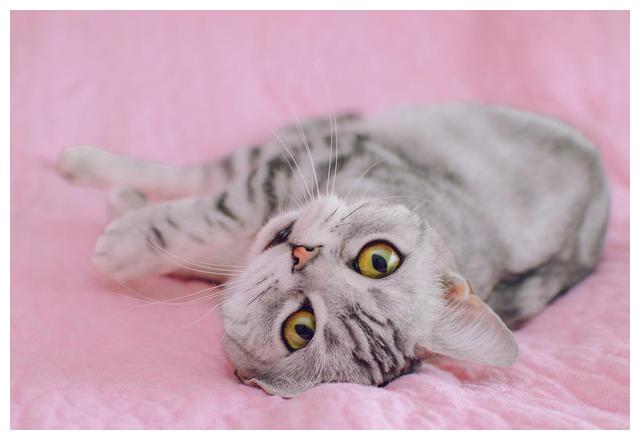 女主人给猫咪做了猫形状饼干，当猫看到后，表情亮了