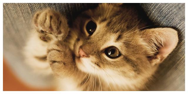 女主人给猫咪做了猫形状饼干，当猫看到后，表情亮了