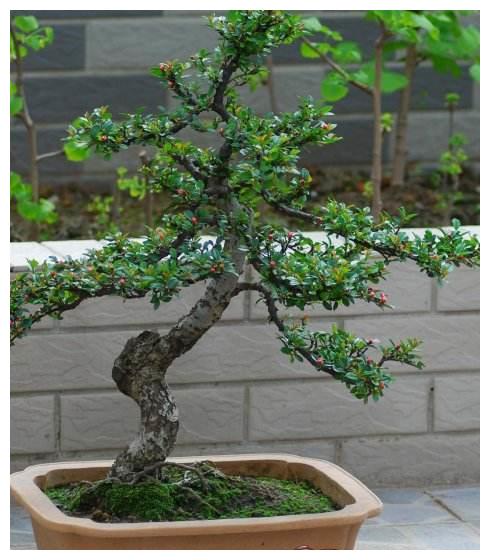 平枝栒子又称“铺地蜈蚣”,很适合做盆景,平枝栒子如何养护?