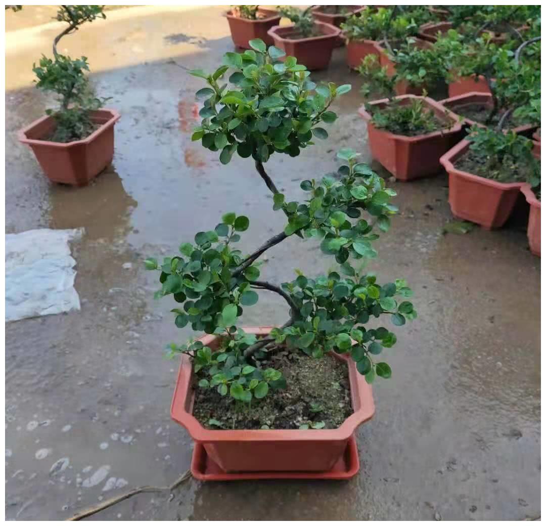 平枝栒子又称“铺地蜈蚣”,很适合做盆景,平枝栒子如何养护?