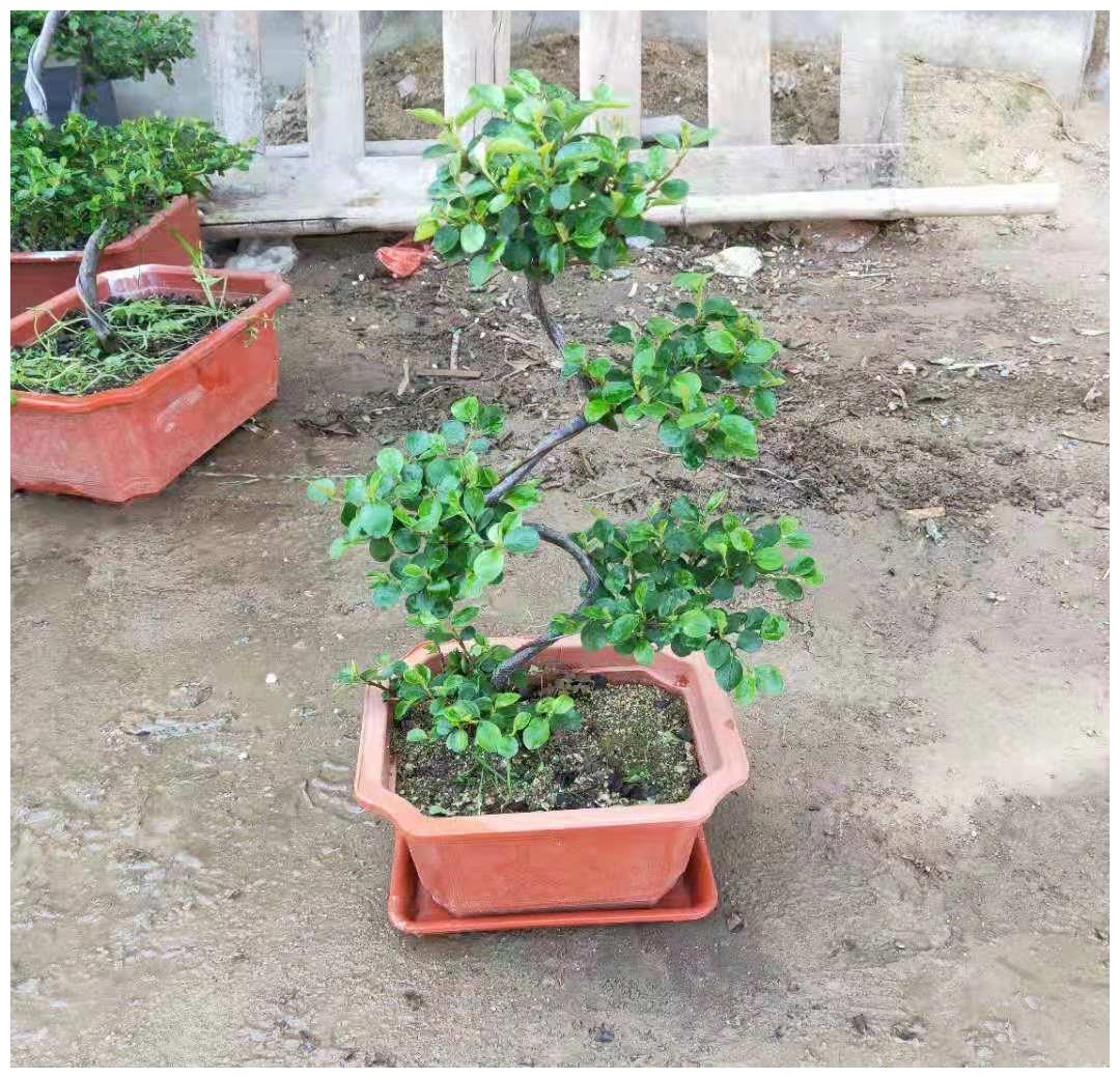 平枝栒子又称“铺地蜈蚣”,很适合做盆景,平枝栒子如何养护?