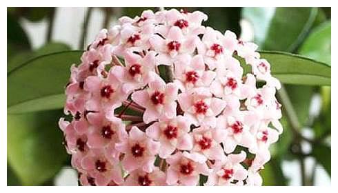 球兰养护难?跟着“小花匠”学会几点,枝头开满花!