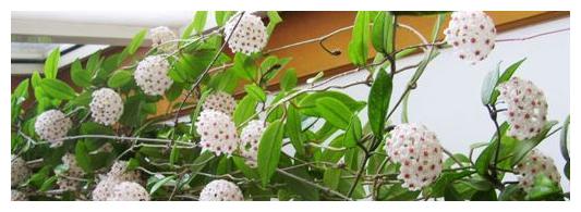 球兰养护难?跟着“小花匠”学会几点,枝头开满花!