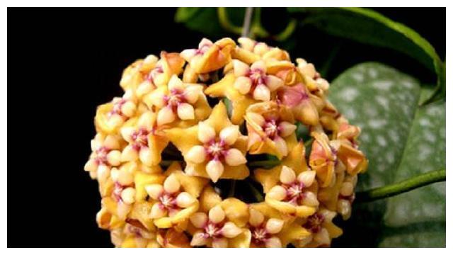 球兰养护难?跟着“小花匠”学会几点,枝头开满花!