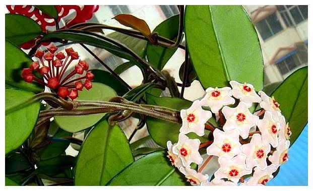 球兰养护难?跟着“小花匠”学会几点,枝头开满花!