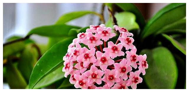 球兰养护难?跟着“小花匠”学会几点,枝头开满花!