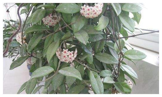 球兰养护难?跟着“小花匠”学会几点,枝头开满花!