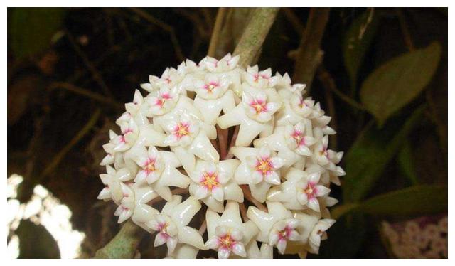 球兰养护难?跟着“小花匠”学会几点,枝头开满花!