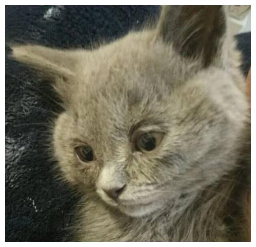 女孩网购了一只小蓝猫，回来一看忍不住直哭：是谁这么残忍？