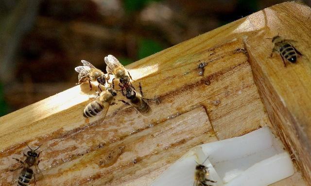 给蜜蜂饲喂白糖,蜂群能快速产蜜吗?老蜂农:科学饲喂才合适