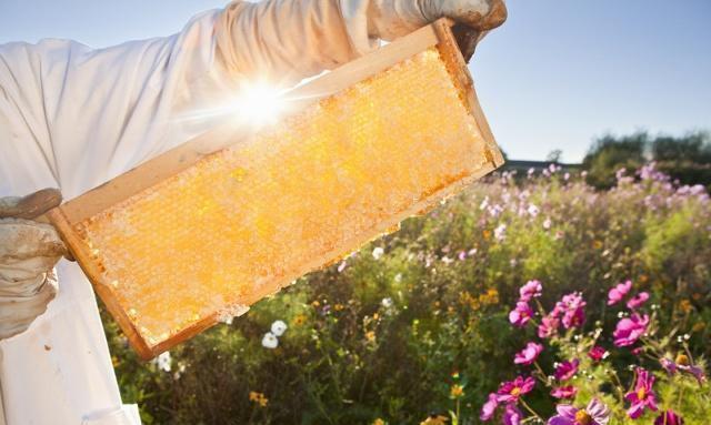 给蜜蜂饲喂白糖,蜂群能快速产蜜吗?老蜂农:科学饲喂才合适