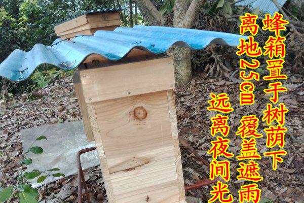 窗子上来了蜜蜂，但蜜蜂少了是什么原因？老蜂农：2大原因