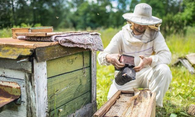 窗子上来了蜜蜂，但蜜蜂少了是什么原因？老蜂农：2大原因