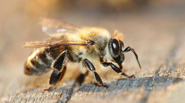 窗子上来了蜜蜂，但蜜蜂少了是什么原因？老蜂农：2大原因