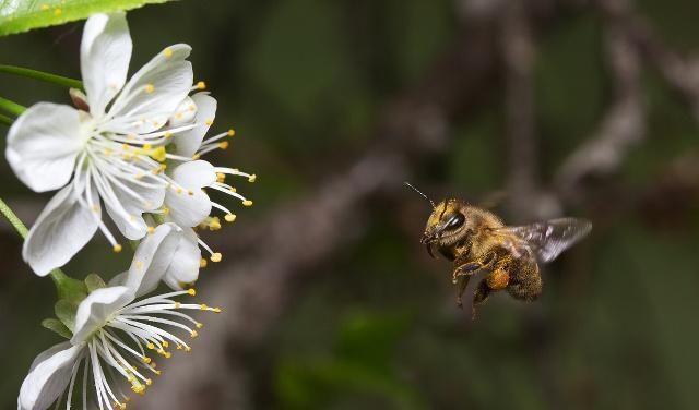 窗子上来了蜜蜂，但蜜蜂少了是什么原因？老蜂农：2大原因