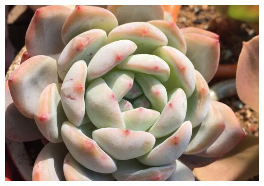 办公室养护多肉植物,学好3个养护要点,轻松把多肉养好!