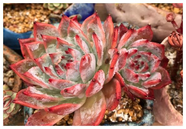 办公室养护多肉植物,学好3个养护要点,轻松把多肉养好!