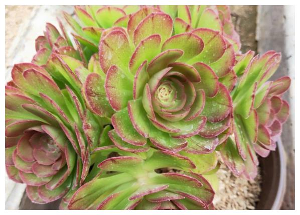 办公室养护多肉植物,学好3个养护要点,轻松把多肉养好!