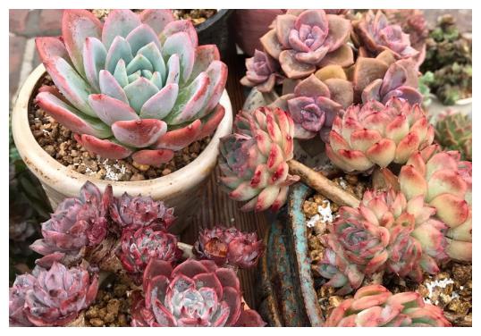 办公室养护多肉植物,学好3个养护要点,轻松把多肉养好!