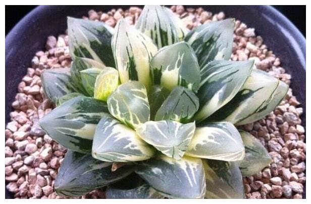 办公室养护多肉植物,学好3个养护要点,轻松把多肉养好!