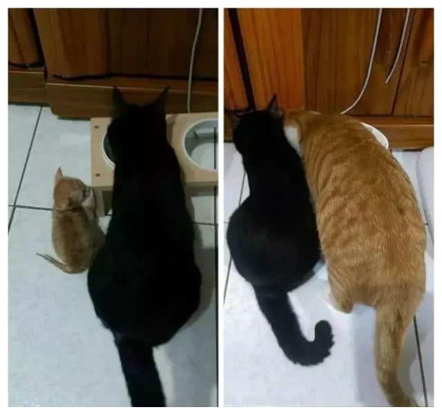 网友晒出宠物猫萌照，没想到个个超重，这是橘猫还是“巨猫”？