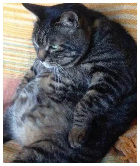 网友晒出宠物猫萌照，没想到个个超重，这是橘猫还是“巨猫”？