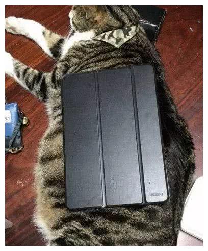 网友晒出宠物猫萌照，没想到个个超重，这是橘猫还是“巨猫”？