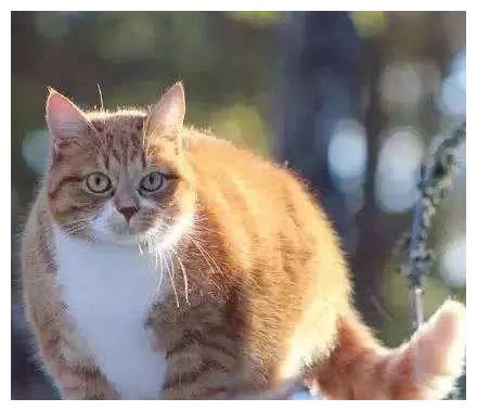 网友晒出宠物猫萌照，没想到个个超重，这是橘猫还是“巨猫”？