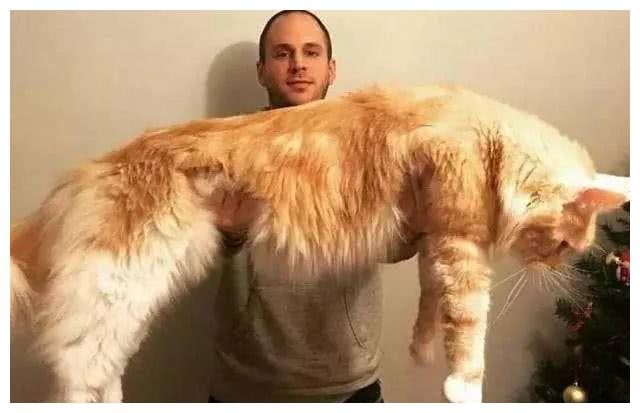 网友晒出宠物猫萌照，没想到个个超重，这是橘猫还是“巨猫”？