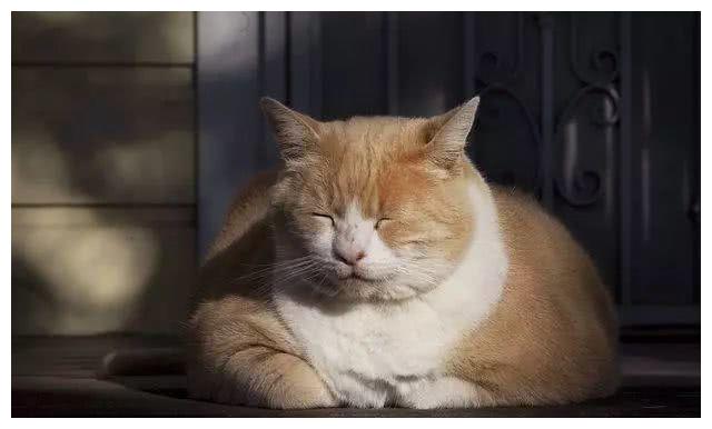 网友晒出宠物猫萌照，没想到个个超重，这是橘猫还是“巨猫”？