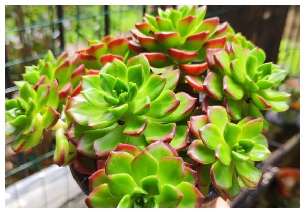 春天养护多肉植物,把根系修剪一下,重新种植后,叶片变肥厚!