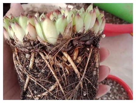 春天养护多肉植物,把根系修剪一下,重新种植后,叶片变肥厚!