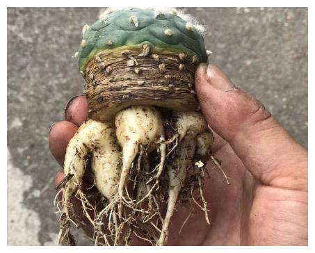 春天养护多肉植物,把根系修剪一下,重新种植后,叶片变肥厚!