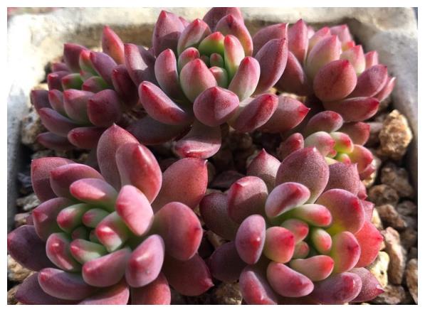 春天养护多肉植物,把根系修剪一下,重新种植后,叶片变肥厚!