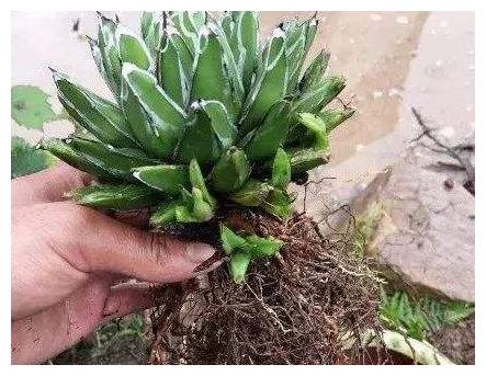 春天养护多肉植物,把根系修剪一下,重新种植后,叶片变肥厚!