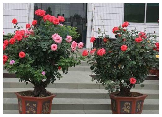 婆婆养护盆栽月季有方法,只要做好此几点,枝叶浓密花开饱满