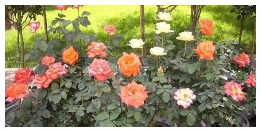 婆婆养护盆栽月季有方法,只要做好此几点,枝叶浓密花开饱满