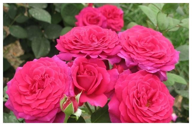 婆婆养护盆栽月季有方法,只要做好此几点,枝叶浓密花开饱满