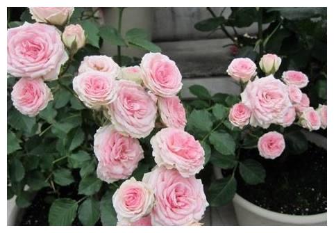 婆婆养护盆栽月季有方法,只要做好此几点,枝叶浓密花开饱满