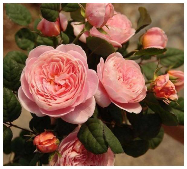 婆婆养护盆栽月季有方法,只要做好此几点,枝叶浓密花开饱满