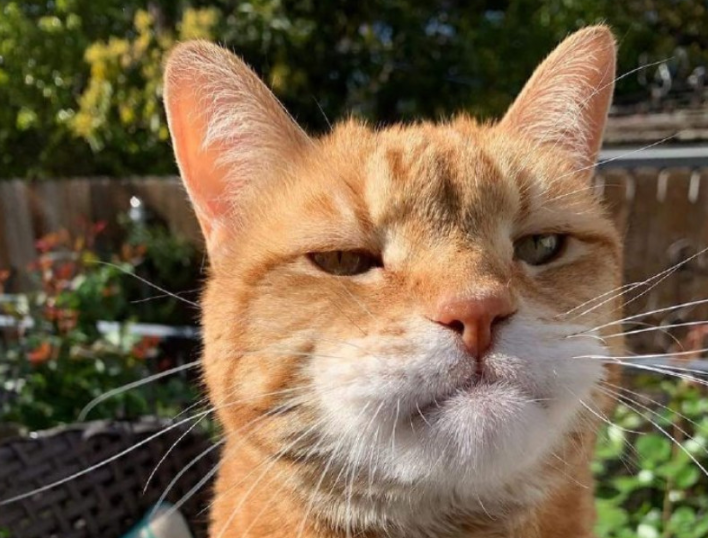 橘猫被蜜蜂给蛰了,主人一看橘猫的嘴巴,哈哈哈