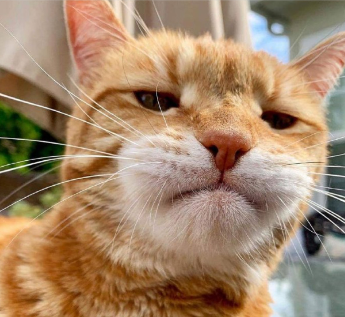 橘猫被蜜蜂给蛰了,主人一看橘猫的嘴巴,哈哈哈