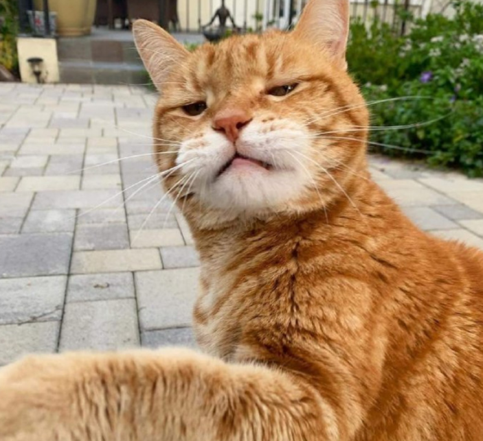 橘猫被蜜蜂给蛰了,主人一看橘猫的嘴巴,哈哈哈