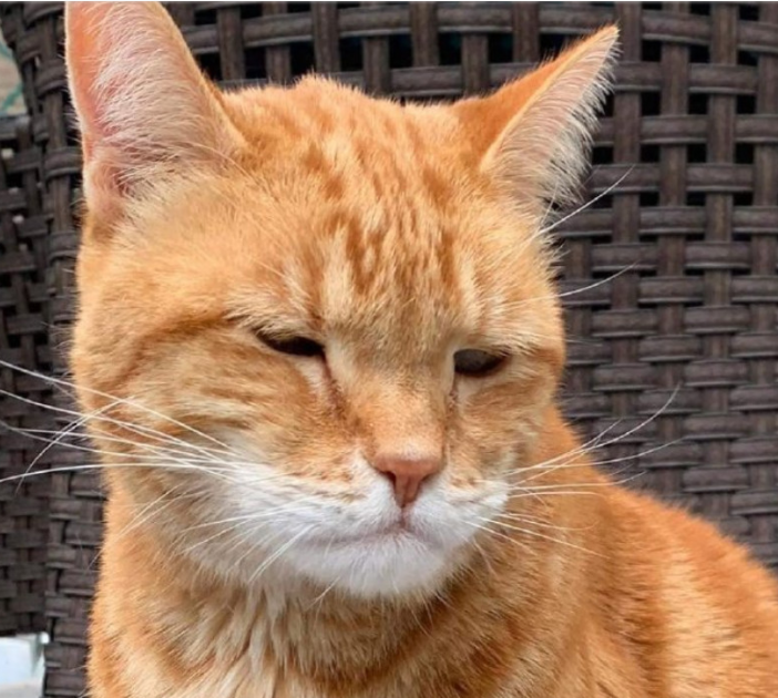 橘猫被蜜蜂给蛰了,主人一看橘猫的嘴巴,哈哈哈