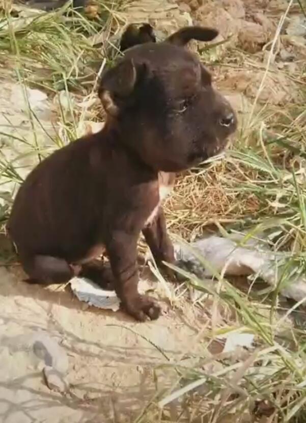 小狗被蜜蜂蜇伤,心里想不过去,肥头大耳坐着想哭了