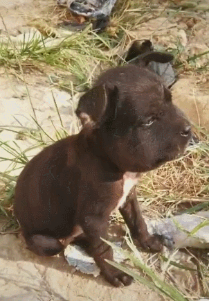 小狗被蜜蜂蜇伤,心里想不过去,肥头大耳坐着想哭了