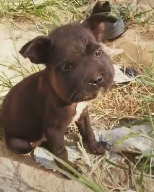 小狗被蜜蜂蜇伤,心里想不过去,肥头大耳坐着想哭了