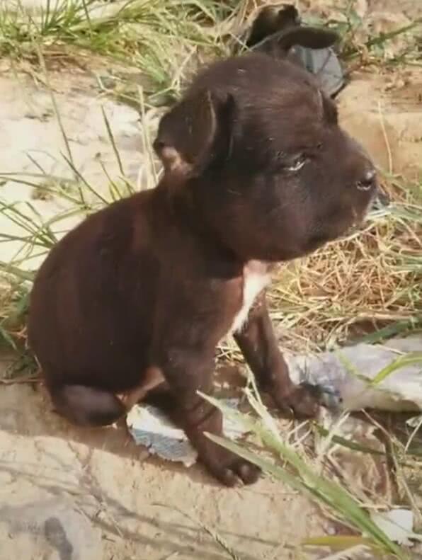 小狗被蜜蜂蜇伤,心里想不过去,肥头大耳坐着想哭了