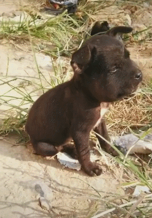 小狗被蜜蜂蜇伤,心里想不过去,肥头大耳坐着想哭了