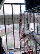 主人网购了一只二哈，不拆家不长肉是“假”的，网友一看不淡定了